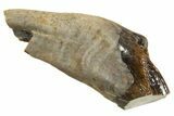 Rare, Fossil Dinosaur (Leptoceratops) Rooted Tooth - Montana #338997-1